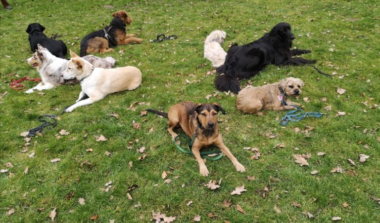 Hundegruppe im Fit and Fun